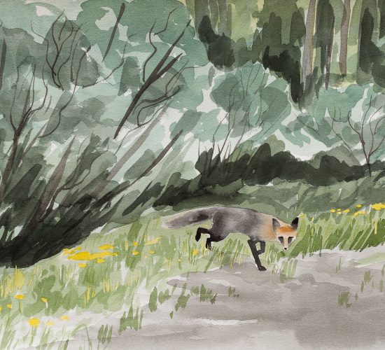 Hitchhiker is a watercolour portrait of a fox walking beside the Stewart Cassiar Highway in northern British Columbia.
