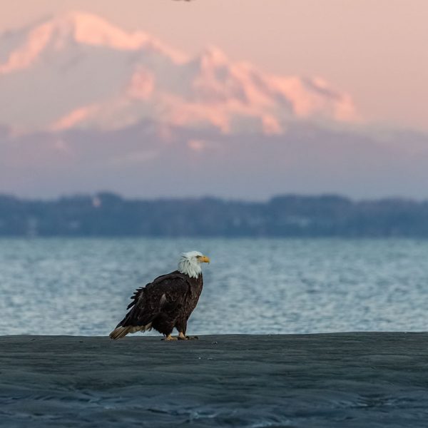 A Boundary Bay eagle in Winter