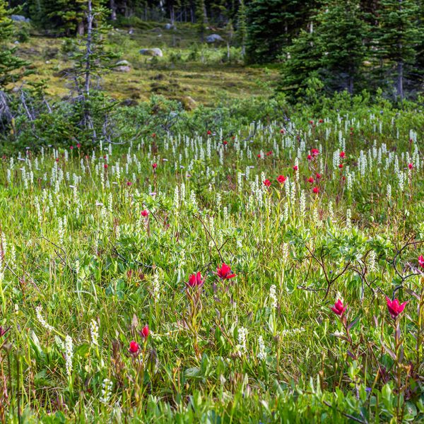 Bog Orchids and Indian Paintbrush